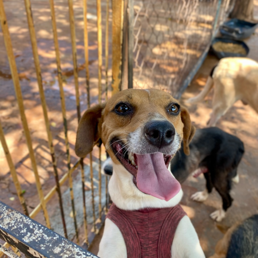 Cão resgatado 3