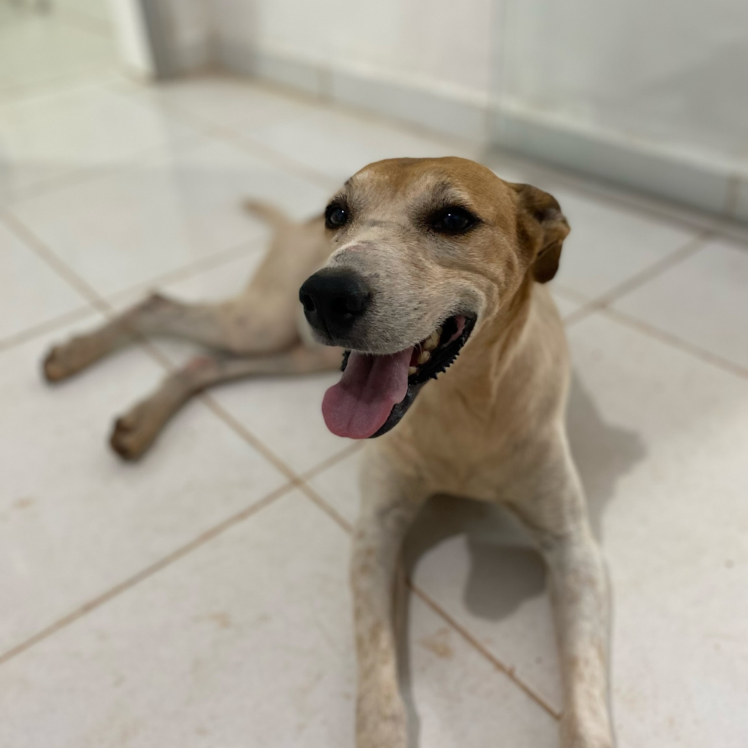 Cão resgatado 4