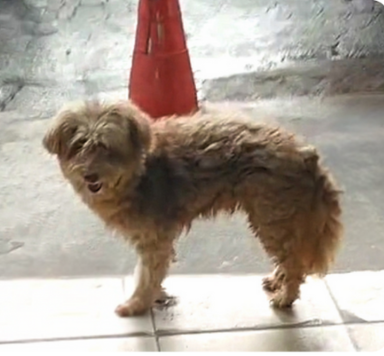 Cachorro antes do resgate