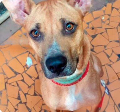 Cachorro depois do resgate