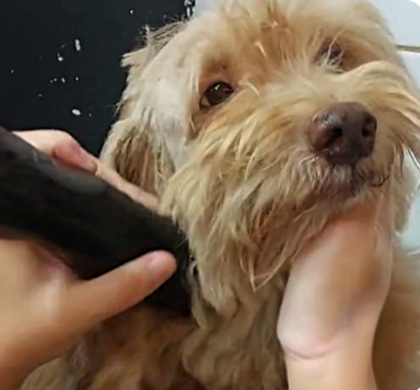Cachorro depois do resgate